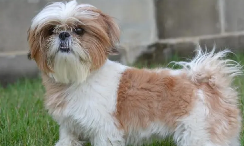 西施犬怎么美容？你不得不学的方法有。