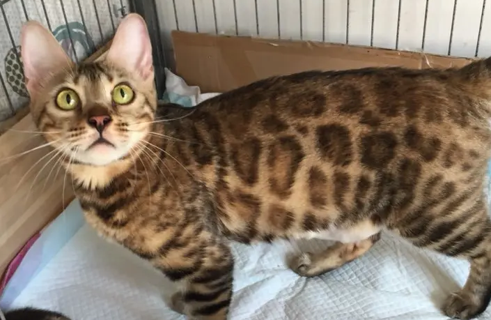 豹猫多大断奶合适?铲屎官来get下吧 豹猫多大断奶合适?铲屎官来get下吧