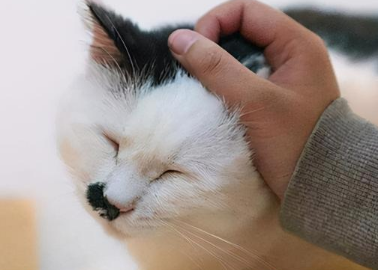 猫咪为什么喜欢蹭脑袋 猫咪为什么喜欢蹭脑袋