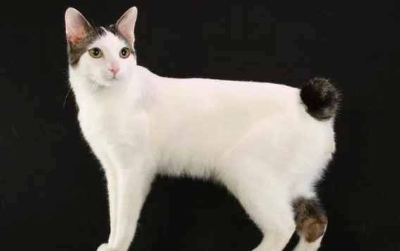 日本短尾猫怎么挑选？该怎么饲养？
