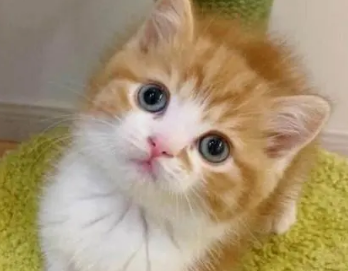 田园猫和品种猫的区别?感兴趣的看看~ 田园猫和品种猫的区别?感兴趣的看看~