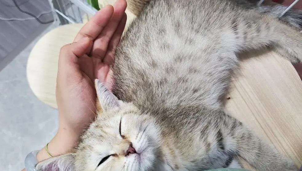 猫咪身上为什么臭烘烘的