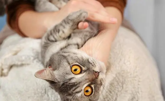 为什么抱着猫咪就不动了呢