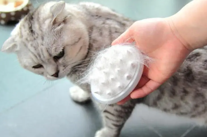 猫咪为什么产后会脱发呢怎么办