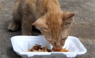 猫丢了外面会饿死吗