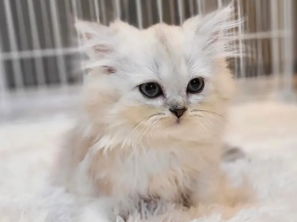 怎么预防曼基康猫得肾结石?来看看吧 怎么预防曼基康猫得肾结石?来看看吧