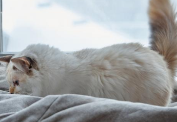 猫咪睡觉喜欢翻身什么原因