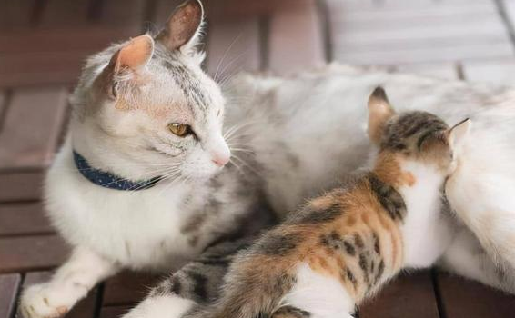 猫咪为什么会做这些事情呢 猫咪为什么会做这些事情呢