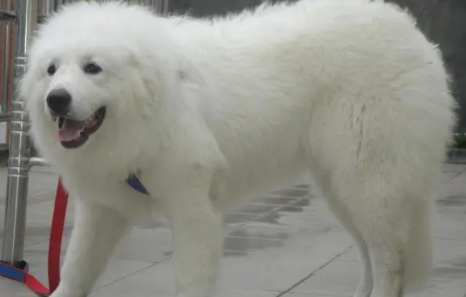 大白熊犬怎么训练出门跟随？主人来看看吧