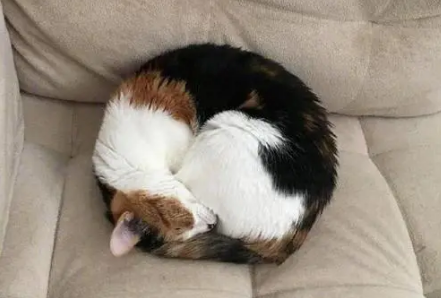 为什么猫咪缩成一团不动