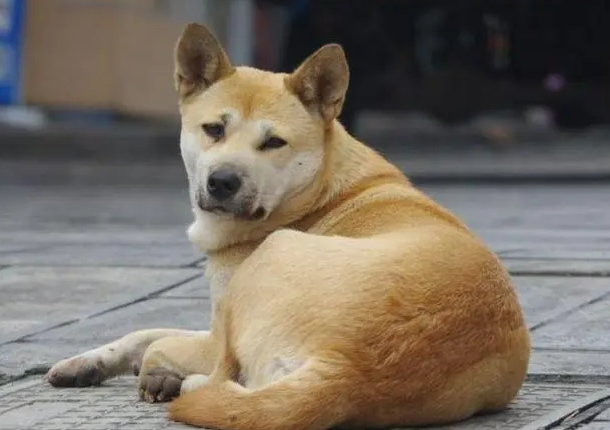 中华田园犬多少钱一只?想养的看过来 中华田园犬多少钱一只?想养的看过来