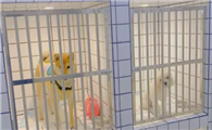 寄养猫狗多少钱
