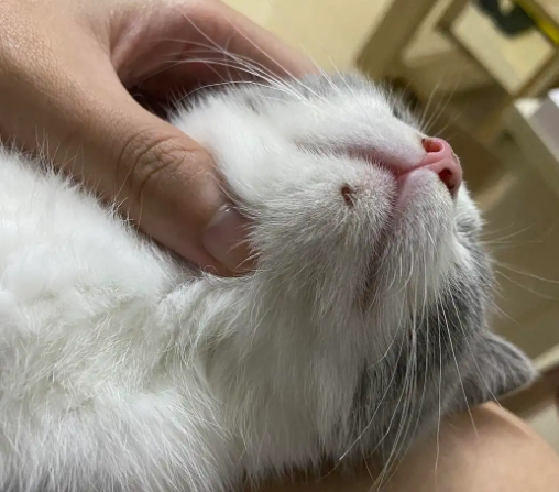 猫下巴有结痂的硬块会自愈吗