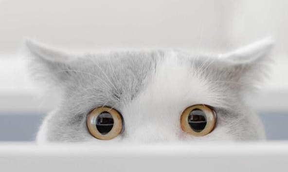 猫咪眼睛为什么左右转向呢 猫咪眼睛为什么左右转向呢