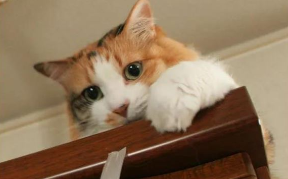 猫不让进卧室记仇吗 猫不让进卧室记仇吗