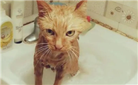 家里的猫咪为什么怕洗澡