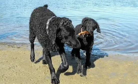 卷毛寻回犬怎么自制狗粮?本文就给你讲解~ 卷毛寻回犬怎么自制狗粮?本文就给你讲解~