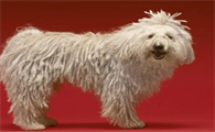 可蒙犬怎么训练召回?饲主来看看吧