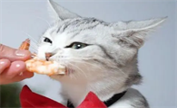 为什么猫咪很爱吃虾壳呢