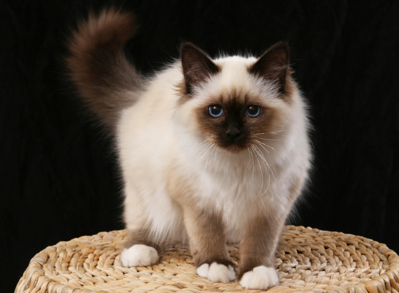 伯曼猫应该怎么训练最有效？一份训练方法请查收！