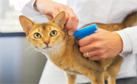 猫三联一共几针,多少钱