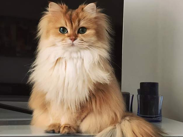 猫咪毛发变黄为什么呢 猫咪毛发变黄为什么呢