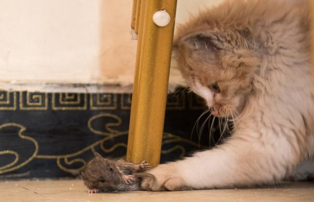 猫为什么在晚上抓老鼠