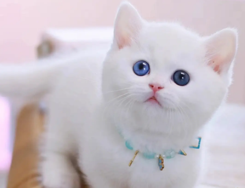 怎么确定曼基康猫是否怀孕?有什么现象? 怎么确定曼基康猫是否怀孕?有什么现象?