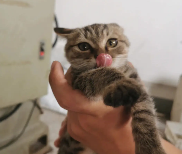 可爱的中国本土狸花猫几个月才认主人呢？