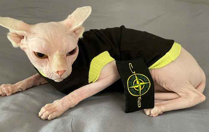 斯芬克斯猫能搂着睡吗