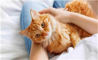 传腹猫是什么引起的