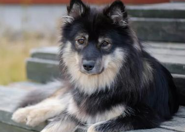 芬兰拉普猎犬卧倒怎么训练,感兴趣的看看~ 芬兰拉普猎犬卧倒怎么训练,感兴趣的看看~
