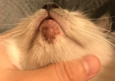 猫咪下巴毛囊炎脓包怎么治 猫咪下巴毛囊炎脓包怎么治