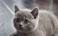 小猫知道自己是小猫吗