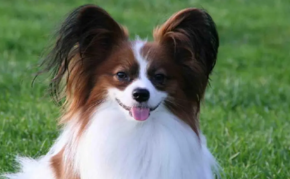 蝴蝶犬怎么训练召回呢？想养宠主学习一下
