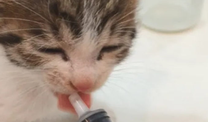 猫咪不爱吃奶粉的原因