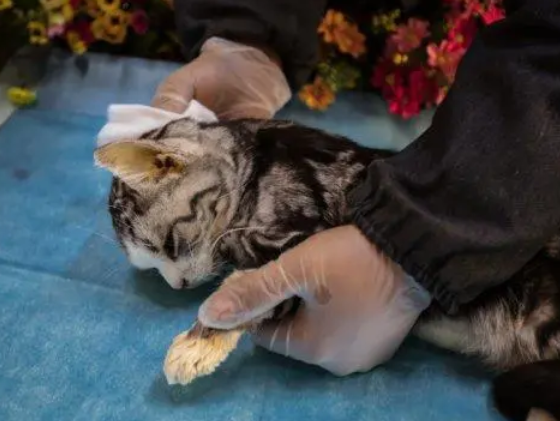 猫咪死了为什么要火化呢
