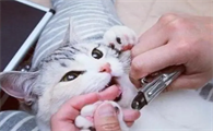 猫咪指甲为什么需要磨掉