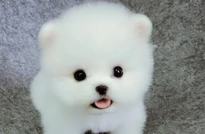 茶杯犬咳嗽怎么治疗？具体治疗方法是？