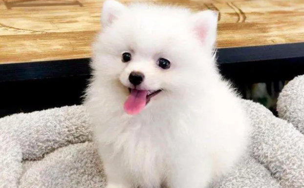 「谋定而动·企业家说」专访TOUCHDOG(它它)主理人李伟波 「谋定而动·企业家说」专访TOUCHDOG(它它)主理人李伟波