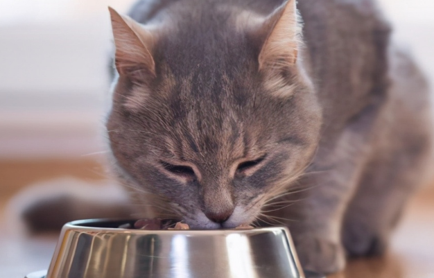 猫咪为什么不可以黄豆酱