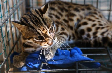 豹猫毛囊炎怎么治疗？这里有方法