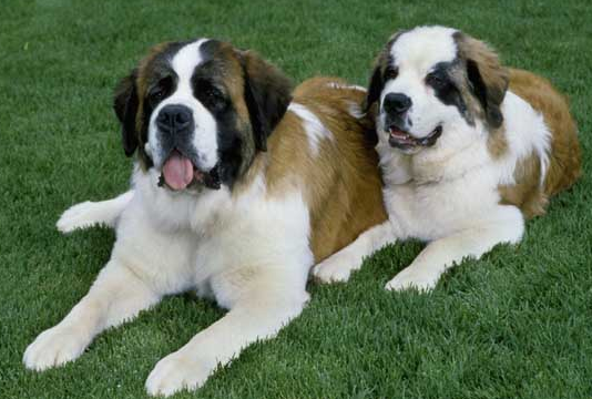 圣伯纳犬好养吗？这篇文章给你答案