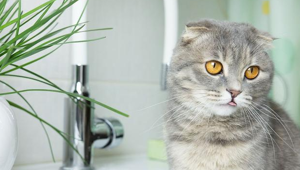 猫咪为什么要用药洗脸呢