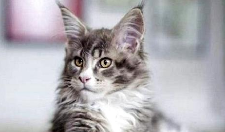 褴褛猫尿路感染怎么治疗?铲屎官来看看吧 褴褛猫尿路感染怎么治疗?铲屎官来看看吧