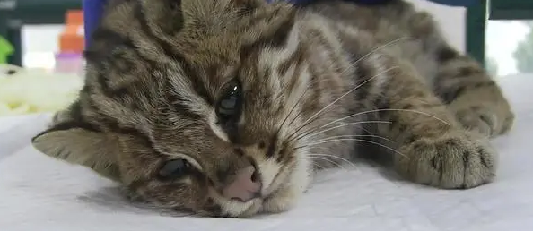 养猫知识：豹猫得了肠胃炎怎么办