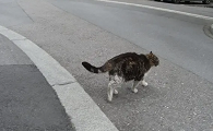 为什么猫咪会过马路