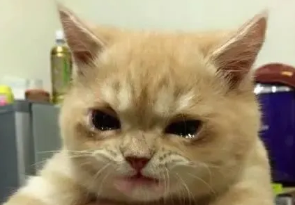 小猫咪真的会哭吗 小猫咪真的会哭吗