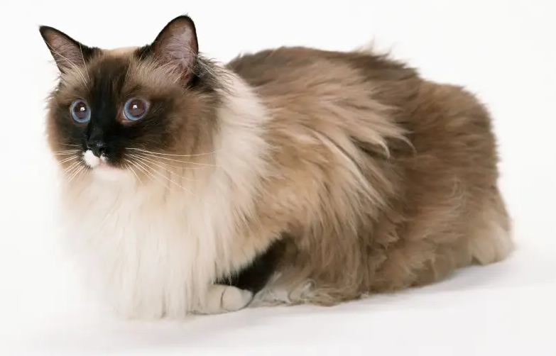 猫咪为什么老是叫醒你了