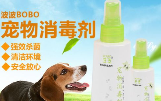 波波宠物怎么样？速来了解~